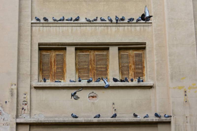 Installation pics anti-volatiles dans une villa sur Nice Cimiez- Alpes maritimes