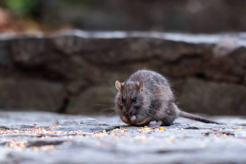 vous avez remarqué la présence de rat dans votre immeuble, faites appel à un professionnel sur nice et ses alentours