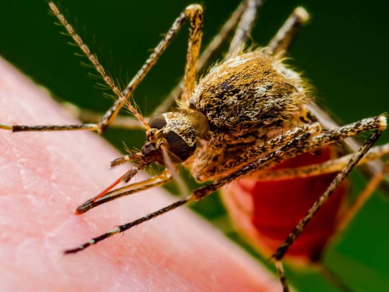 pièges anti moustiques a installer dans son jardin sur nice