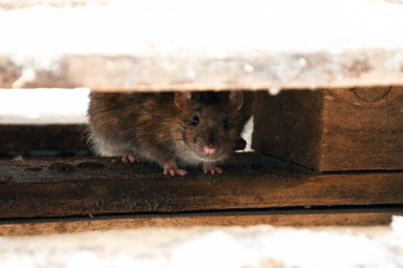 colonie de rat a eliminer dans les alentours de nice, villefranche sur mer et monaco