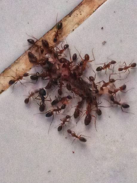 une invasion de fourmis à votre domicile représente un vrai risque sanitaire, faites appel à notre entreprise pour s'en débarrasser