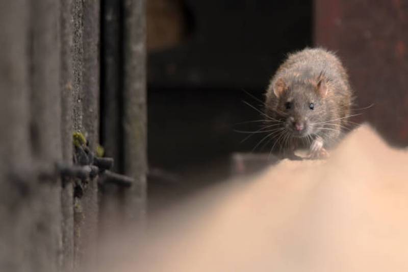 extermination de rongeurs et rats nuisibles sur la cote d'azur french riviera