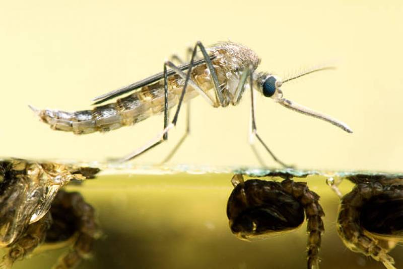 pièges naturels anti moustiques pour lutter biologiquement contre les moustiques et moustiques tigres sur monaco et ses environs