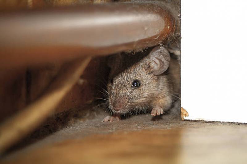 intervention dans les faux plafonds d'une maison pour lutter contre les rats